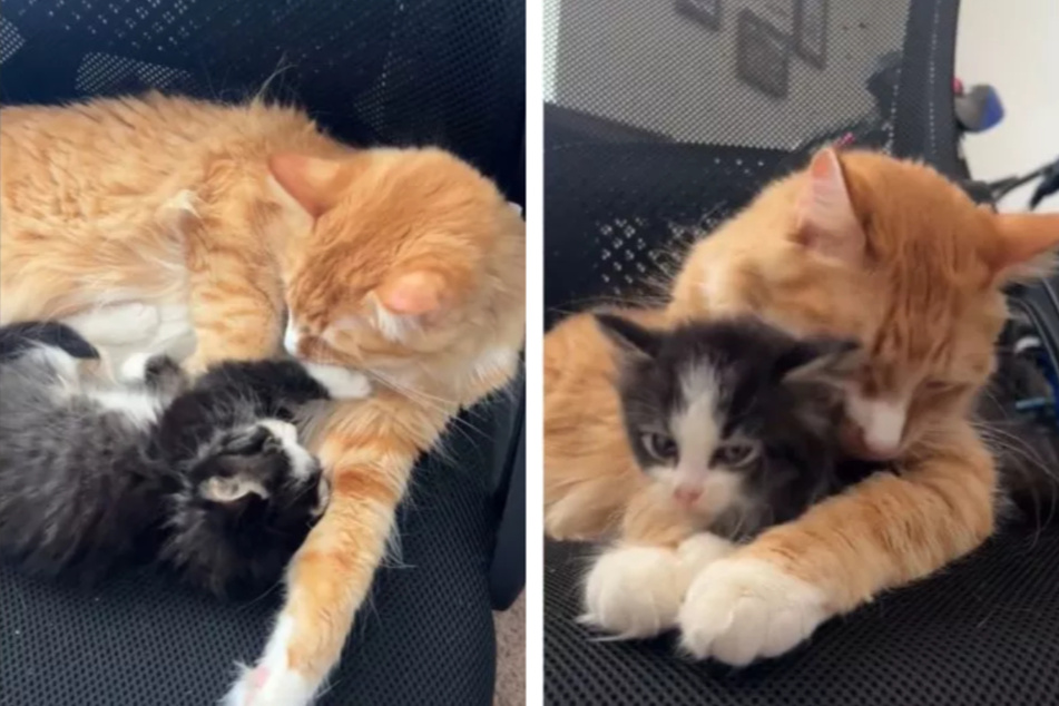 Oscar and Maverick hit it off right away, encouraging Lauren and her husband to keep the rescued kitten.