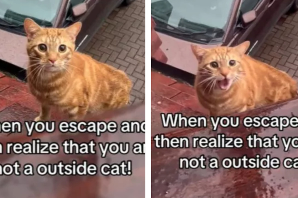 Simba the cat got himself into a sticky situation, but luckily, his owner was able to come help!