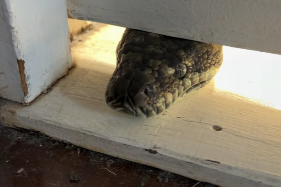 This Python seemed to want to take a look around.