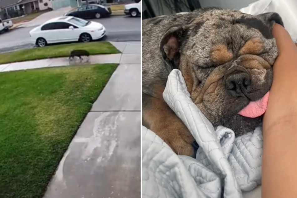 Abandoned dog wanders her way into new owner's yard – and her heart!