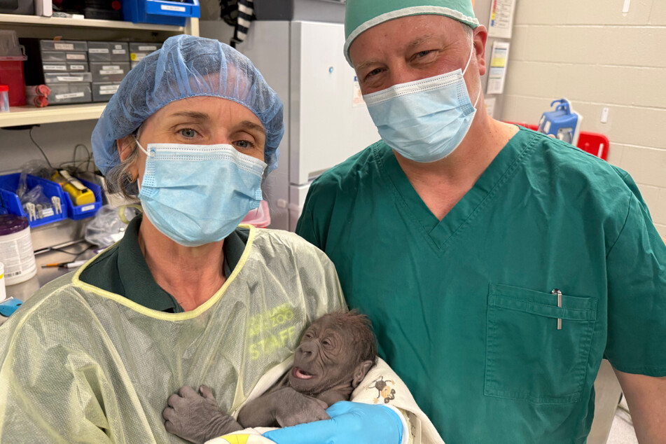 Olympia's new son is the first gorilla at Woodland Park Zoo that was born via cesarean section.