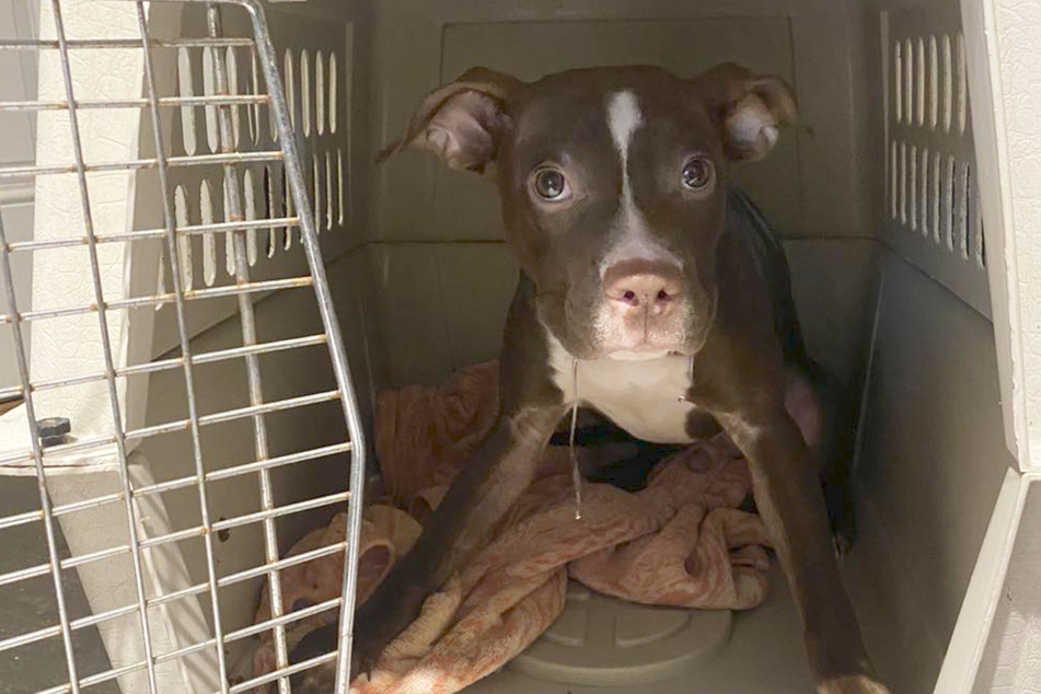 Timid puppy melts hearts with big rescue transformation