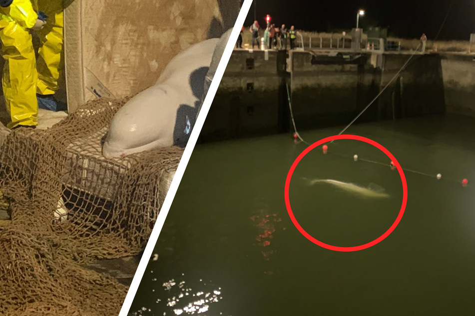 Rescuers euthanize dangerously skinny beluga whale found in French river