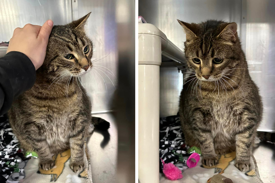 Cat abandoned after decade of loyal companionship for heartbreaking reason