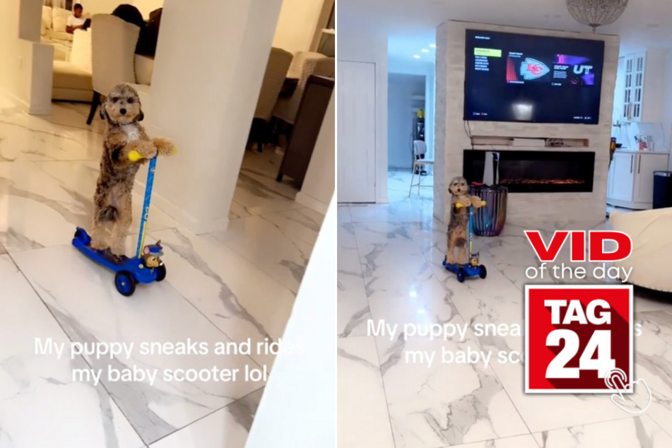 Viral Video of the Day for January 11, 2024: Dog sneakily steals and shreds scooter on his own!