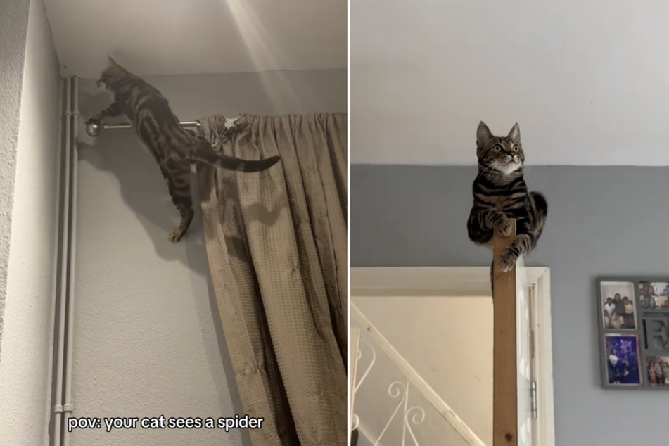 Milo the tabby cat embarks on a daring climbing mission to catch a spider, making everyone smile with his efforts.