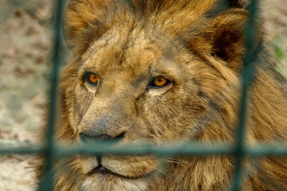 Zookeeper looses finger to lion in horrifying video