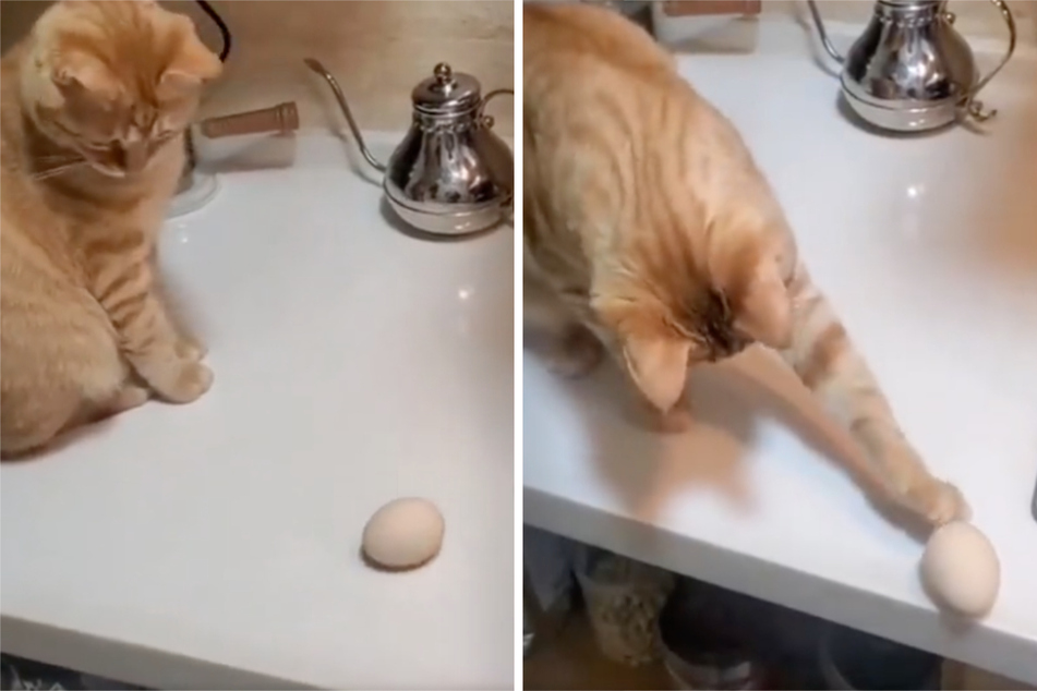 A cat's egg-cellent escapades inspires trouble-making Twitter trend