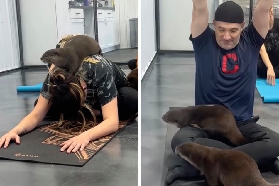 During the yoga class, the otters Harbor and Cave love to crawl on the participants.