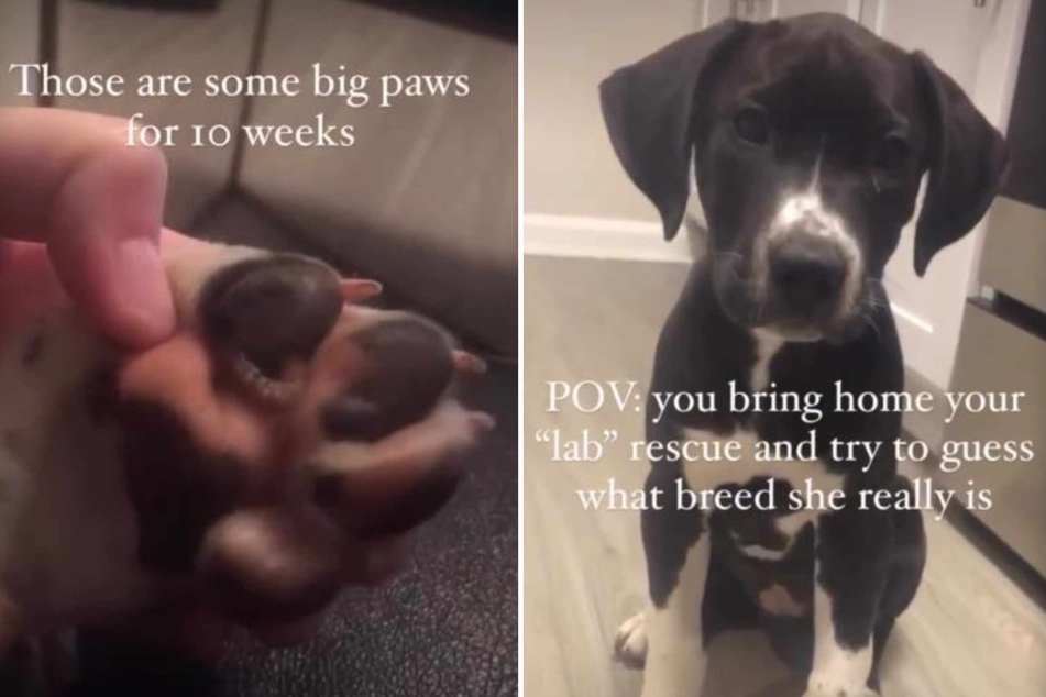 Dog owner thinks she is rescuing a Labrador puppy – soon she finds out the bizarre truth!
