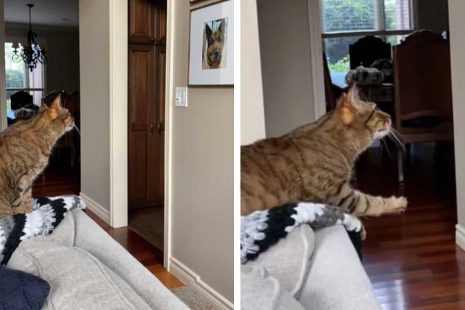 Cat stares incessantly at picture – and the reason has TikTok heartbroken