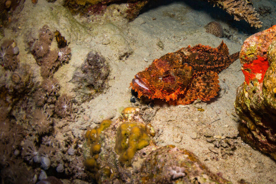 What is the world's most poisonous fish?
