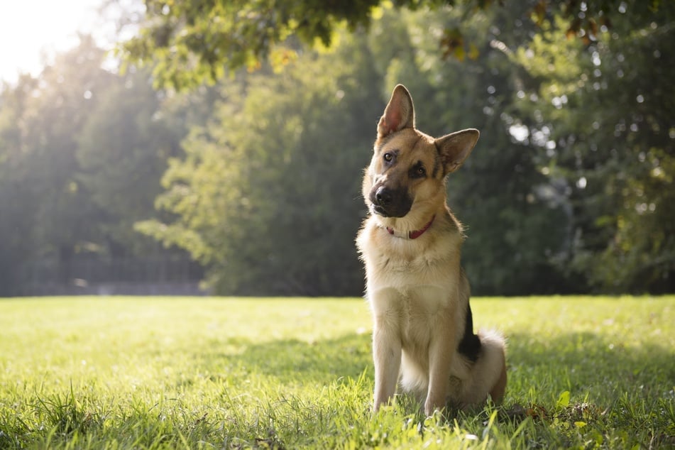 Do dogs tilt their heads for a treat, to express confusion, or for a darker reason?