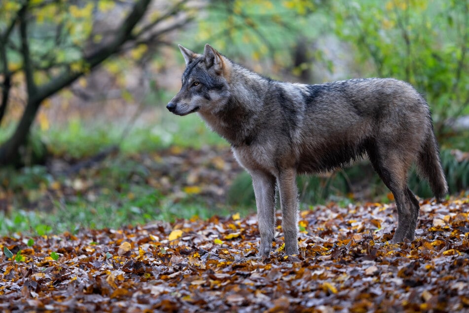 Some TikTok users are skeptical that the dog is actually a wolf (file photo).