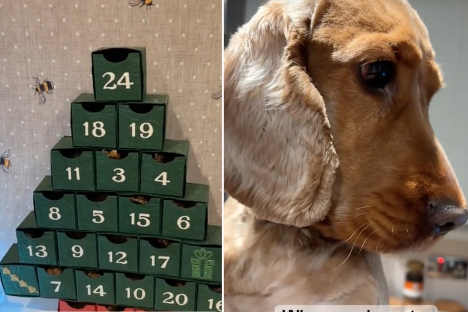Precious dog "obsessed" by Advent calendar has TikTokers in stitches!