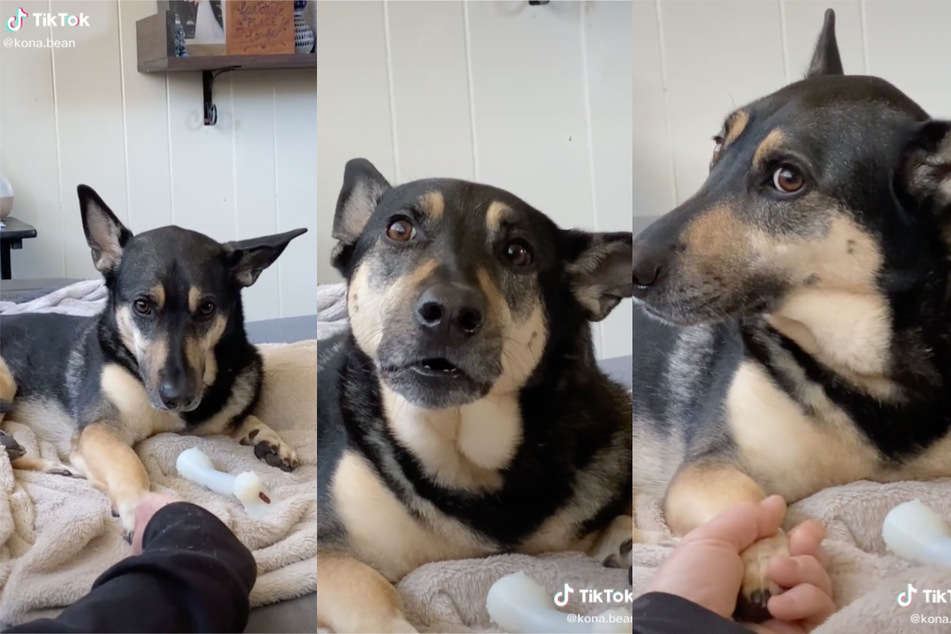 First the dog just looks a bit confused. But then it gets really sad and whiney.