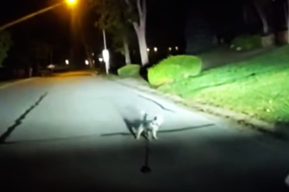 The dog was found standing in the middle of the street on September 17, with a leash on.