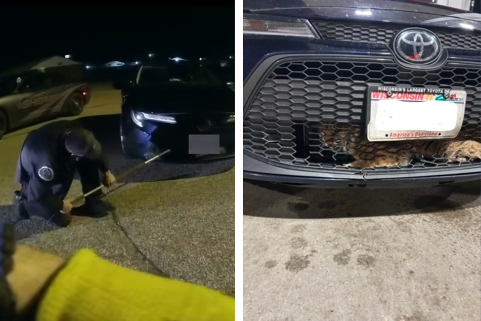 A bobcat in Wisconsin had gotten into the grill of a Toyota and seemed stuck there.