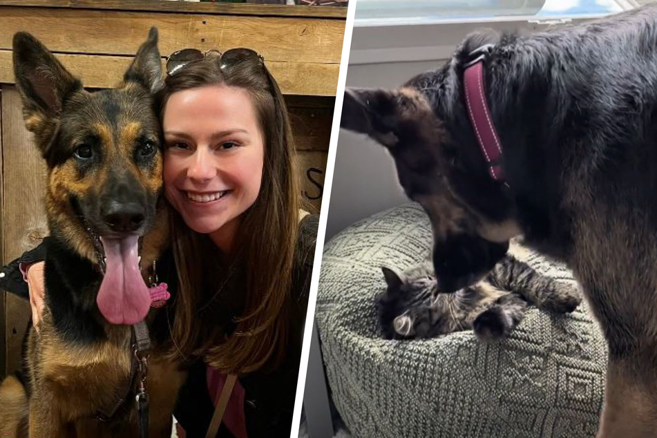 German Shepherd can't help but play rough with kitten sister in hilarious clip