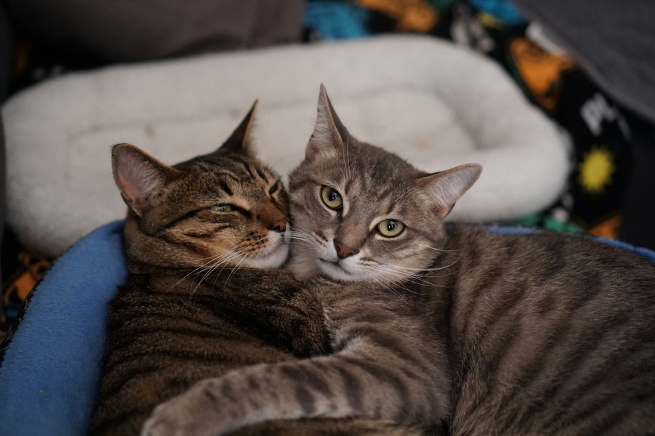 The closer the relationship between two cats was, the greater the grief when one of them dies.