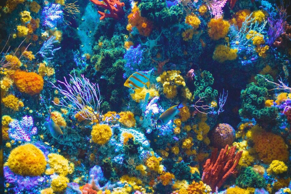 Court blocks Trump's push for commercial fishing in federally protected area