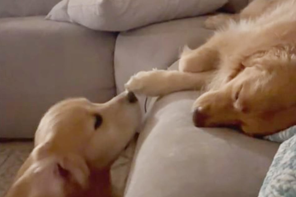 Golden retriever "soulmates" make TikTok weep with some dreamy dog love
