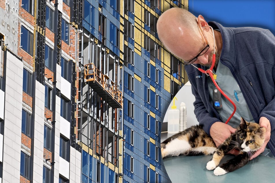 Cat falls from 15th floor and suffers serious injury – but she doesn't get help for days