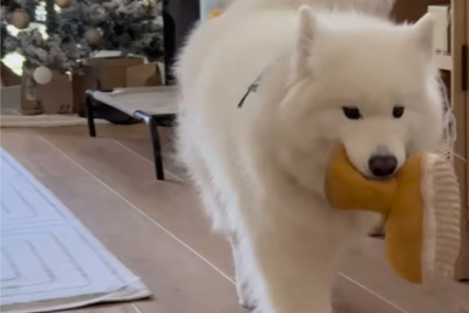 Dog's "welcome home" ritual has Instagram users in awe!