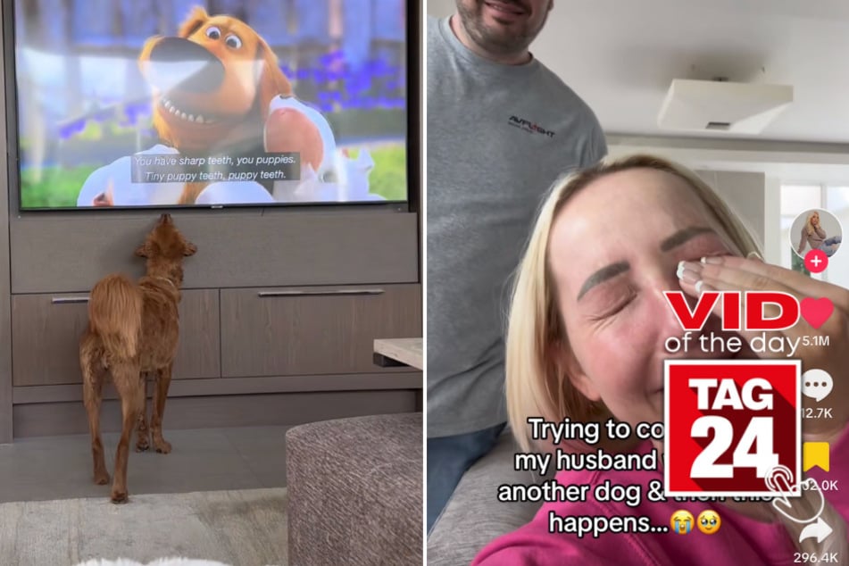 Viral Video of the Day for June 9, 2023: Dog's need for a companion manifests in an adorable way