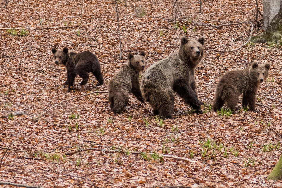 Baby bears get stuck when mama bear tries a daring rescue