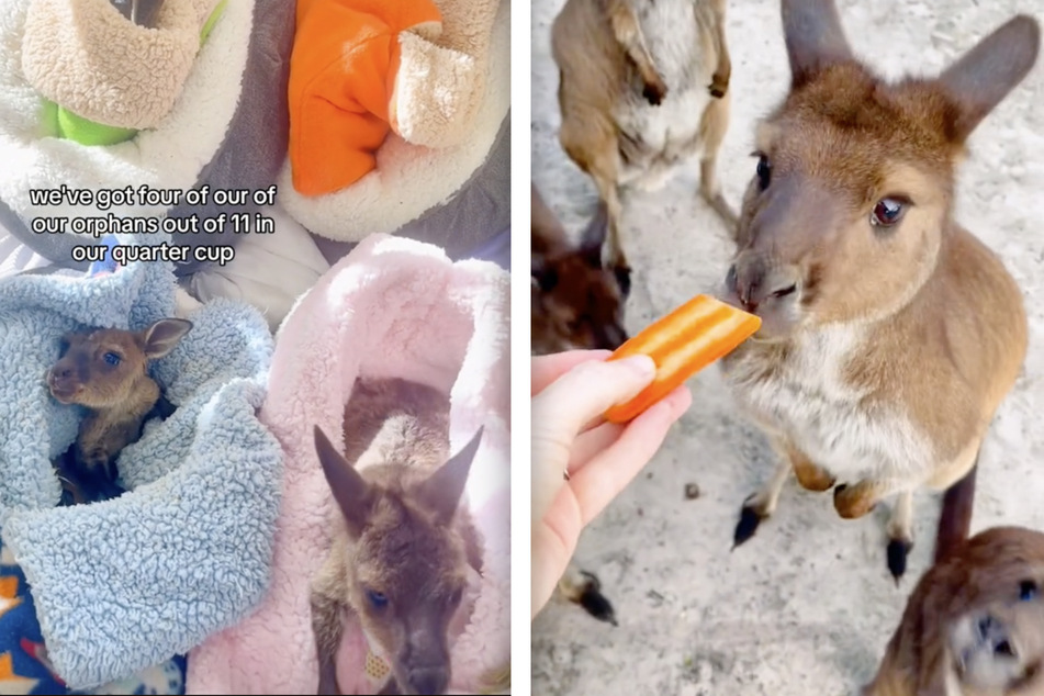 Kangala Wildlife Rescue cares for numerous orphaned baby kangaroos.