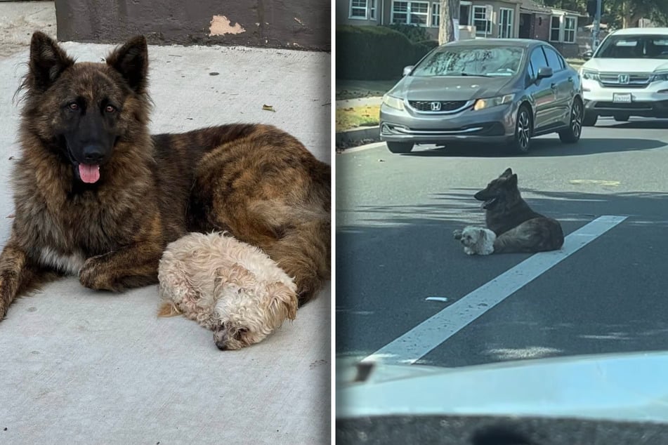 These two dogs had nerves of steel, sitting calmly in the middle of the street while cars drove past them.