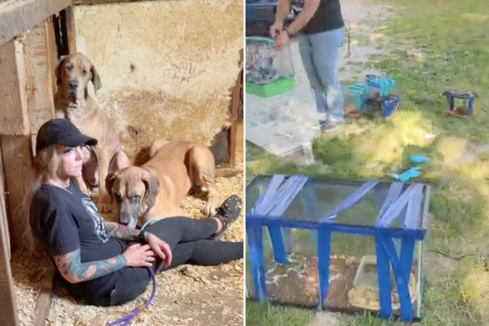 One of the rescuers carefully approached the frightened animals to gain their trust – and was successful.