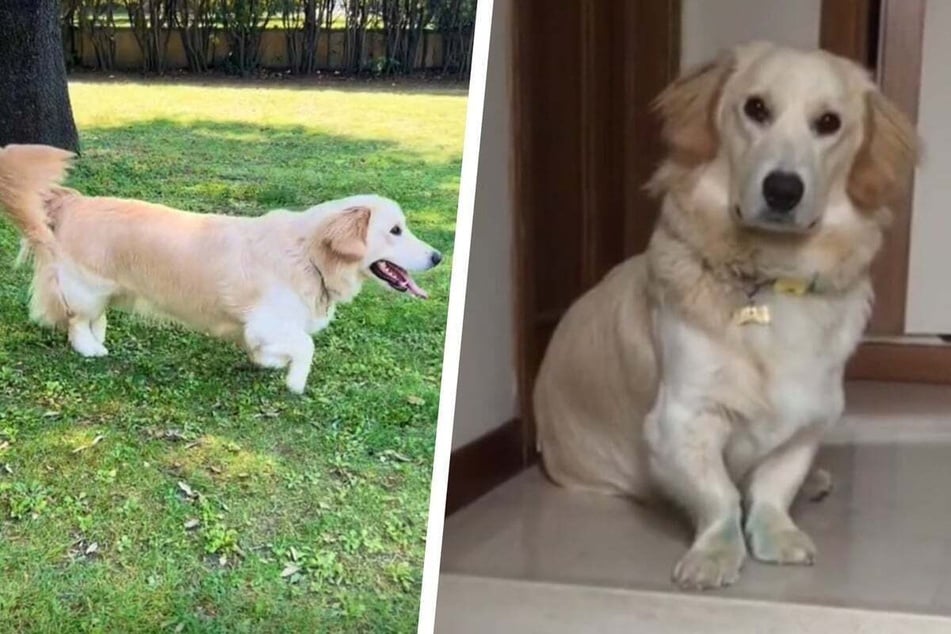 The body of a Corgi and the look of a Golden Retriever! Who could ever resist?