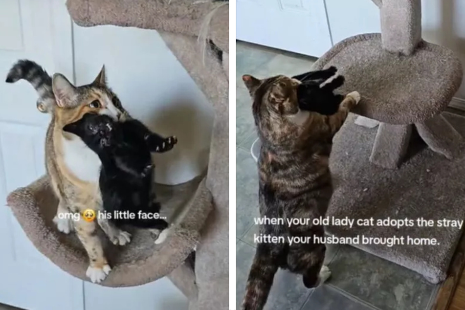 Senior cat aggressively mothering stray kitten delights TikTok