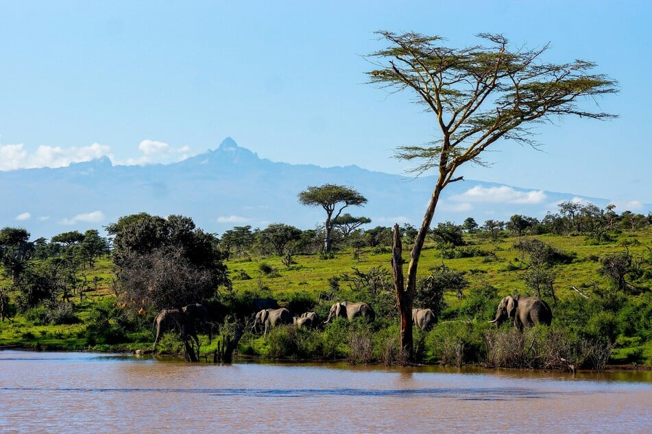 It is still unclear what is causing the mystery illness, which has killed at least 15 elephants so far. (Stock Image)