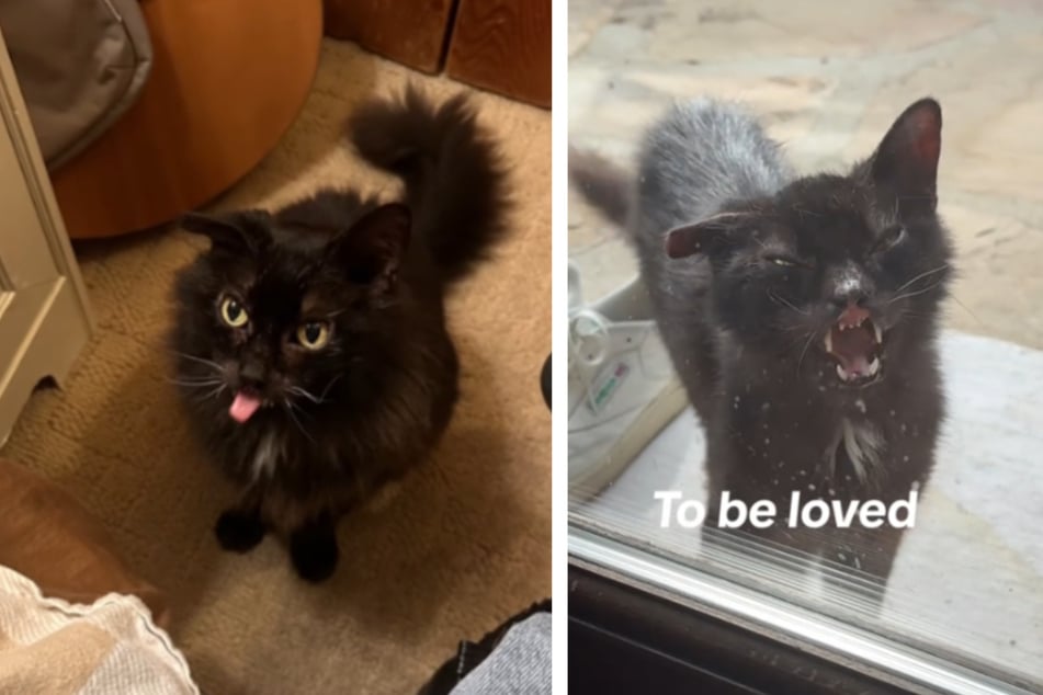 Cat makes startling transformation in new home: "To be loved is to be changed"