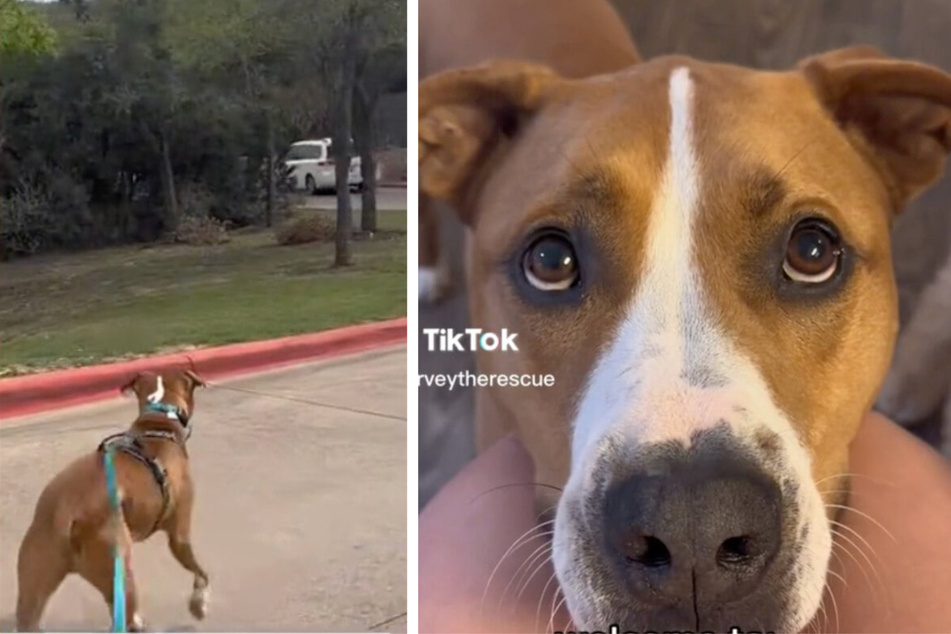 Rescue dog goes crazy over white cars – and the reason is "so freaking sweet"