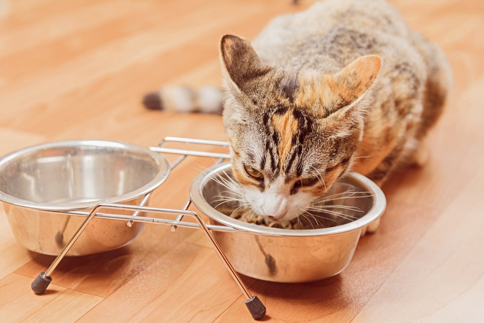 Double bowls for food and water are available on the market in a wide variety of designs, which tempt cat owners to place water and food next to each other. However, this is anything but ideal for these animals!