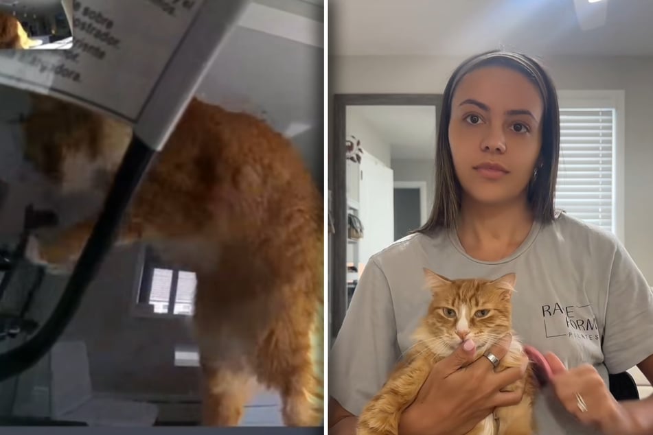 This cat stole a whole corned beef right out of his owner's crockpot.