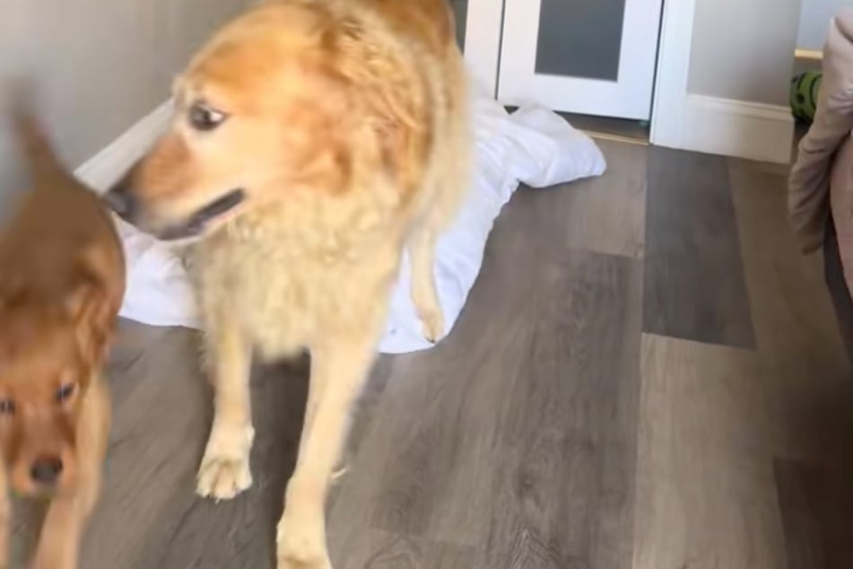 As soon as Ellie turns her back on her, Maple (l.) takes off!