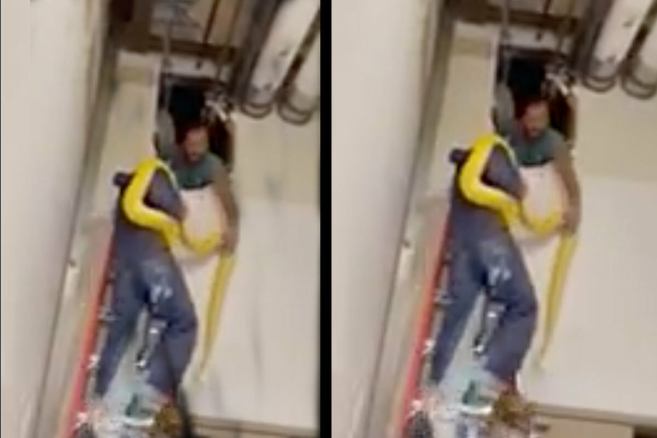 Cara, the 12-foot-long Burmese Python, was finally recovered after days of searching.