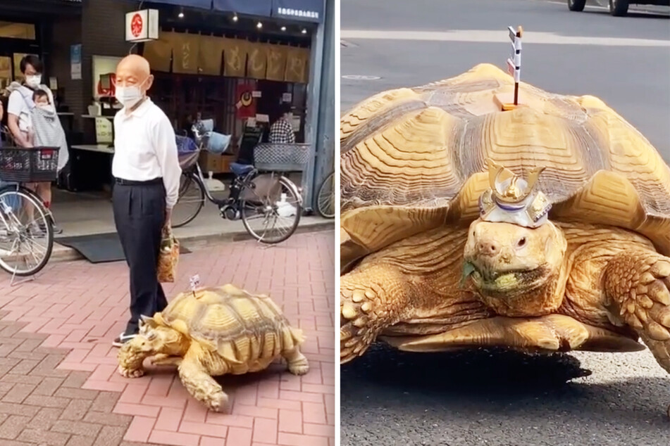 Bon-chan the tortoise and Japanese man share heartwarming friendship