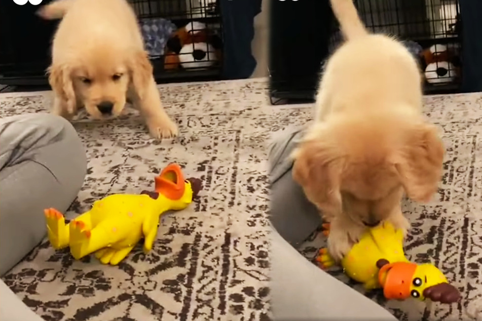 Puppy goes viral with his adorable reaction to a new toy