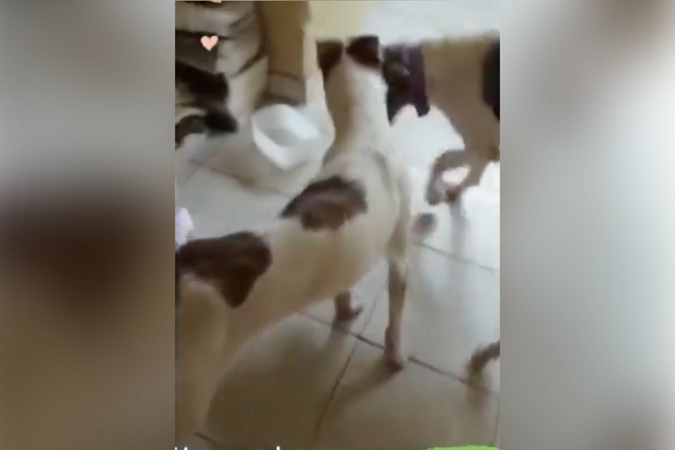 The two four-legged friends were doing well after Adota Iguatu stepped in to rescue them.