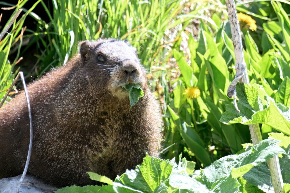 Open-Kite is one of the inaugural Fat Marmot Week contestants.