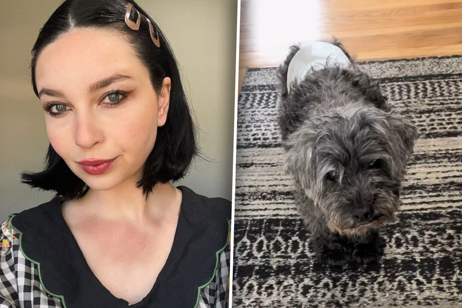 Owner is afraid party guests will trip over dog – and comes up with hilarious solution!