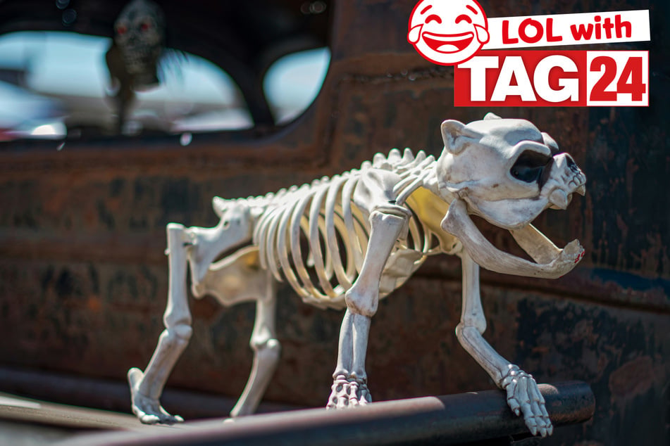 Joke of the Day for October 16, 2026: A doggone Halloween funny
