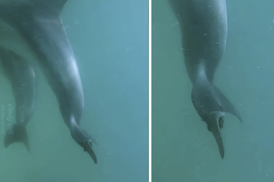 One of the animals had been seriously injured by a loose fishing line.
