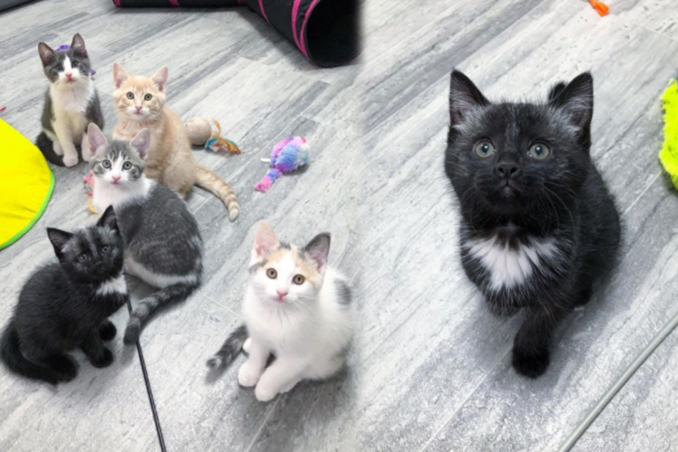 Newborn kitten was close to death but now she's enjoying her new life